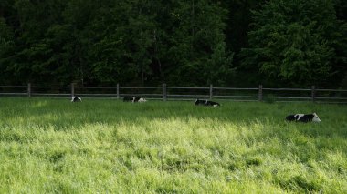 Holstein boğalar, İskoçya'da bir mera