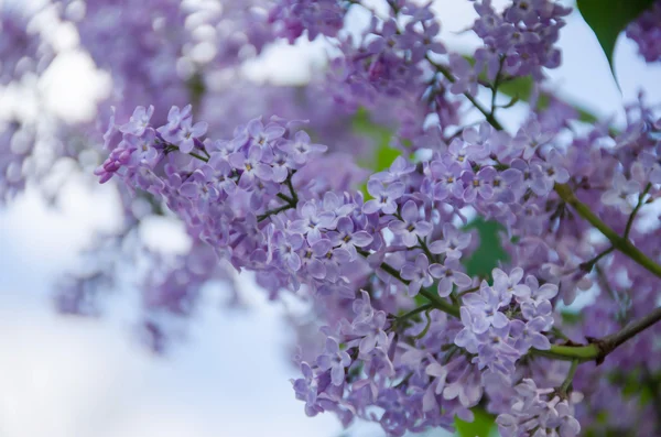 Fleurs violettes lilas, fond floral abstrait doux — Photo