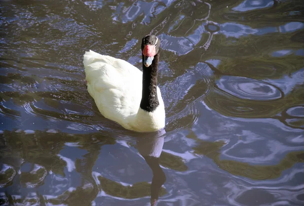 Zwarte zwaan zwemmen op een pool van blauw water. — Stockfoto