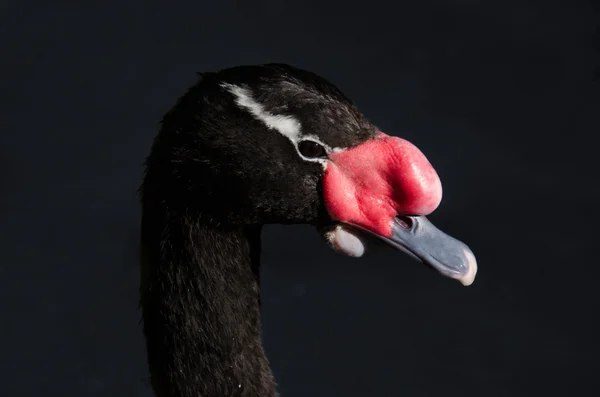 Zwarte zwaan zwemmen op een pool van blauw water. — Stockfoto