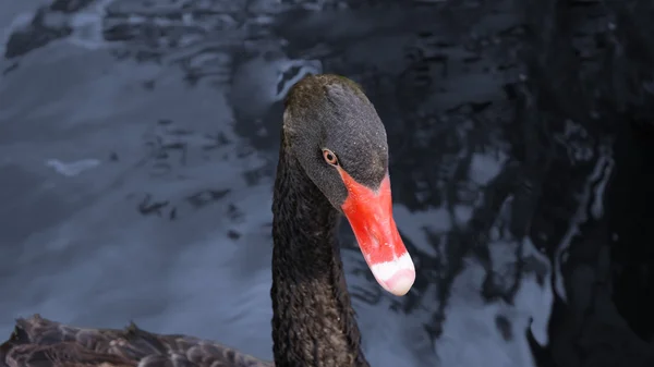 Siyah Kuğu üzerinde bir mavi su yüzme.