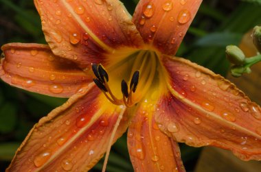 Bahçe içinde kırmızı lily