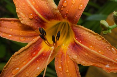 bahçede sarı zambak