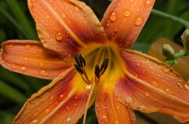 bahçede sarı zambak