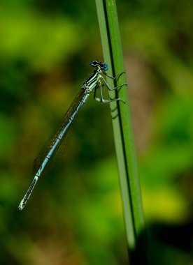bahçede sarı zambak