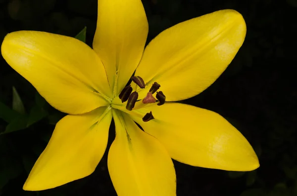 Желтая лилия в саду — стоковое фото