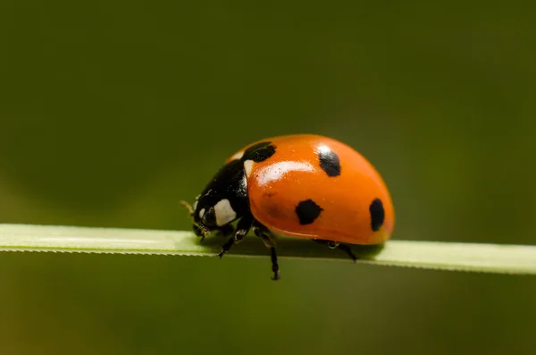 红瓢虫在绿色草地上，特写镜头模糊 — 图库照片