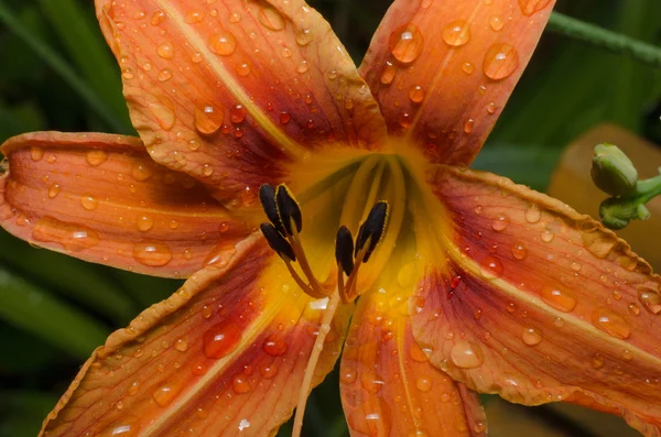 Gelbe Lilie im Garten — Stockfoto