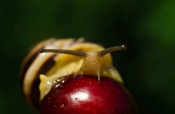 Gelbe Lilie im Garten — Stockfoto