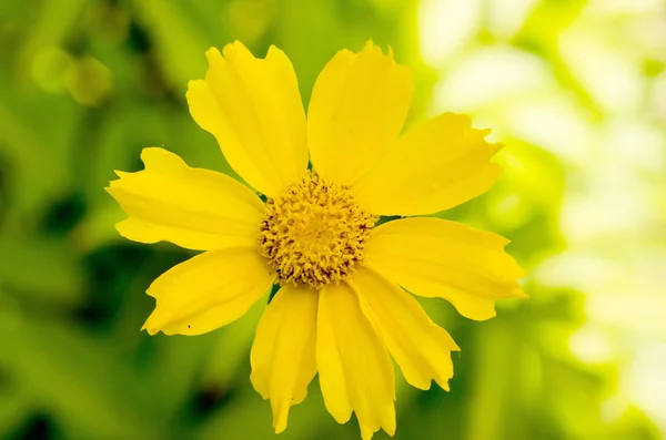 Gelbe Lilie im Garten — Stockfoto