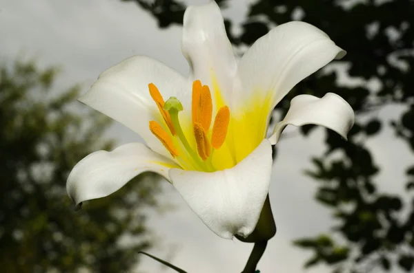 Weiße Lilie im Garten — Stockfoto