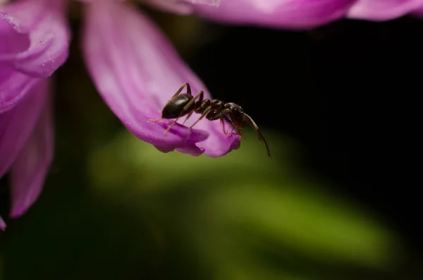 Black ant on a pink leafs — Stock Photo, Image