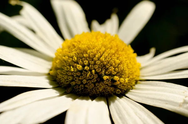 Heřmánek květ — Stock fotografie