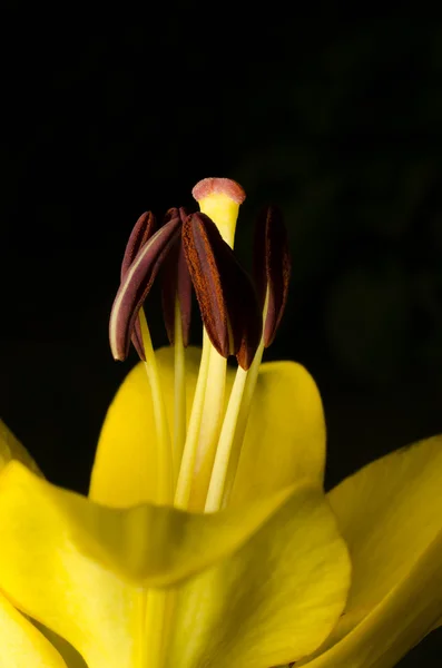 Lírio amarelo no jardim — Fotografia de Stock