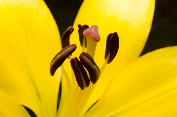 Желтая лилия в саду — стоковое фото