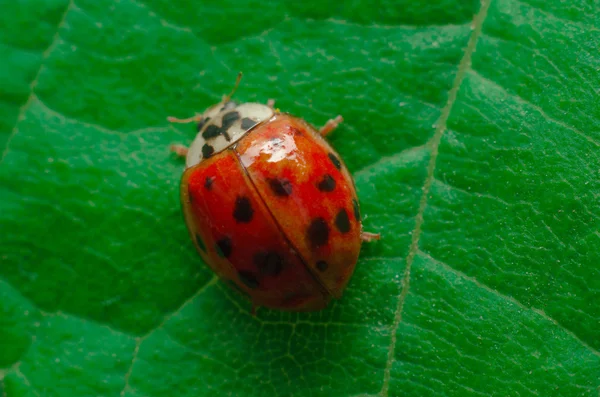 Gelbe Lilie im Garten — Stockfoto