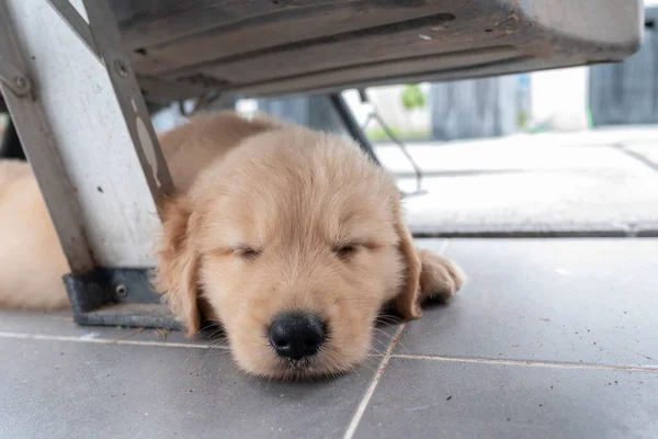 Cane Golden Retriever Che Dorme Sotto Macchina Primo Piano Cucciolo — Foto Stock