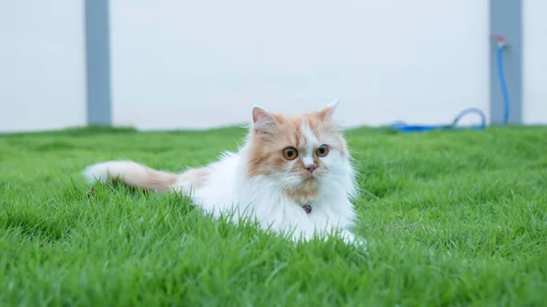 Perski Kot Leżał Trawie Trawniku — Zdjęcie stockowe