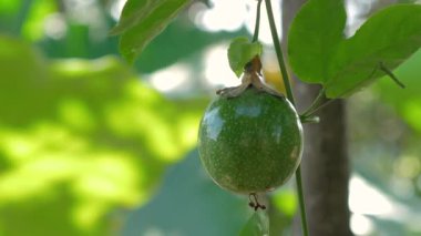 Yakın plan taze ham tutku meyvesi güneş ışığı ile