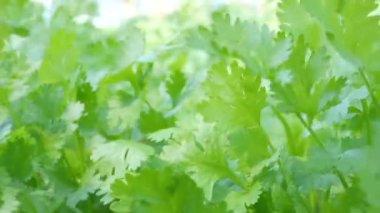 Arka bahçedeki yeşil kişniş ağacına yakın çekim