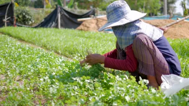 Agricultor Selecionando Corianders Colheita Parcela Vegetal Quintal — Vídeo de Stock