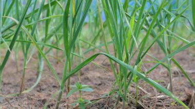 Arka bahçedeki sebze bahçesine yakın çekim sarımsak.