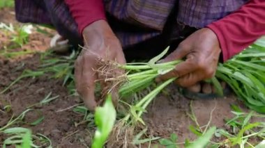 Sebze tarlasında sabah zaferini hasat eden yaşlı kadının elleri.