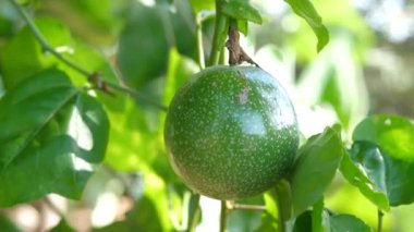 Yakın plan taze Ham Tutku meyvesi