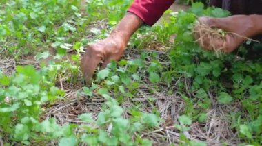 Yakın plan çiftçi arka bahçedeki sebze bahçesinde korianderleri topluyor.