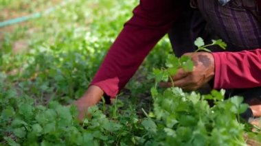 Yakın plan çiftçi arka bahçedeki sebze bahçesinde korianderleri topluyor.