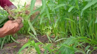 Sebze tarlasında sabah zaferini hasat eden yaşlı kadının elleri.