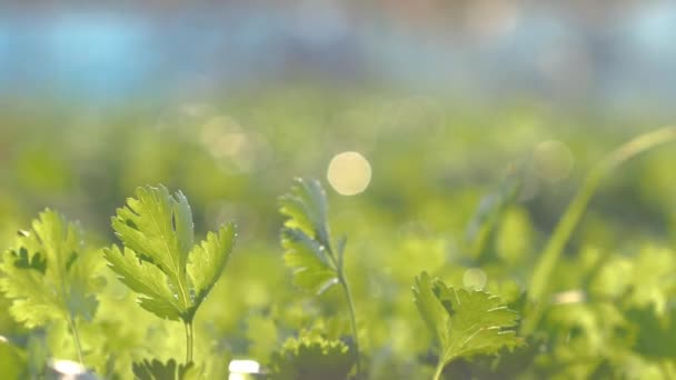 Innaffiare Coriandolo Verde Nel Terreno Vegetale Cortile Con Luce Del — Video Stock