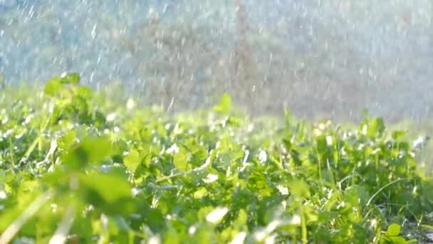 Regar Coentro Verde Parcela Vegetal Quintal Com Luz Solar — Vídeo de Stock