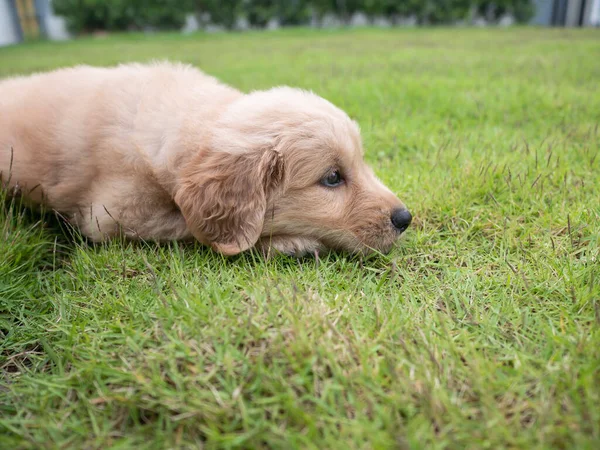 Yakından Bakınca Sevimli Bir Köpek Yavrusu Bahçedeki Çimlerin Üzerinde Uyuyor — Stok fotoğraf