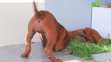 İki köpek yavrusu birbirine sataşıyor.