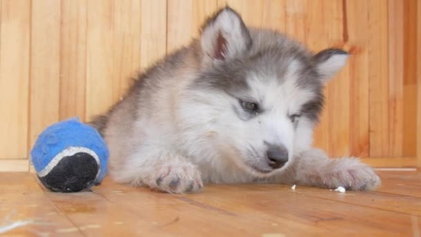 Een Puppy Eten Snack Een Hond Die Voedsel Kauwt Houten — Stockvideo