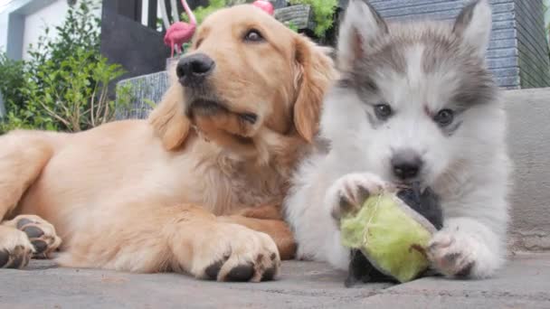 Close Puppies Spelen Plagen Elkaar — Stockvideo