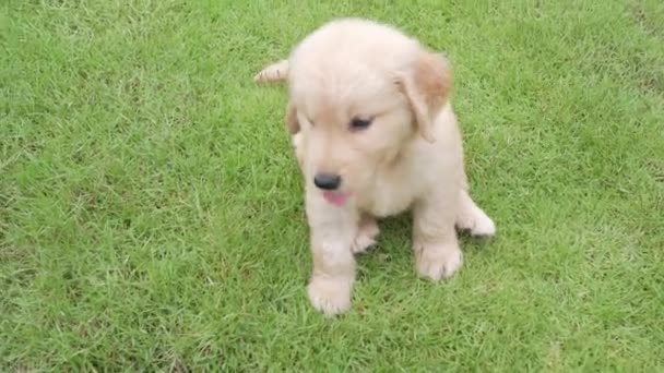 Szczeniaczek Trawie Pies Leży Podwórku — Wideo stockowe
