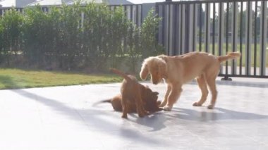 Yavru köpekler ön bahçede birbirlerine sataşıyorlar.