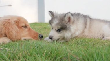 Bahçede köpek maması yiyor.