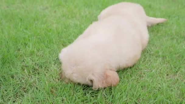 Щенок Траве Собака Лежащая Дворе — стоковое видео