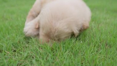 Yavru köpek çimenleri ısırdı ve getirdi.