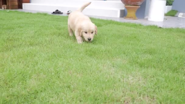 庭の草の上を歩いている子犬 — ストック動画