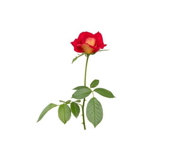 Beautiful Single Red Rose White Background Clipping Paths — Stock Photo, Image