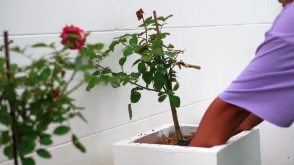 Samice Wkładają Różę Doniczki Sadzenia — Wideo stockowe
