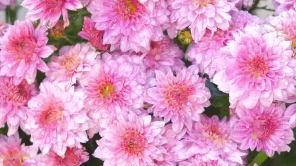 Капли Воды Розовые Цветы Закрыть Chrysanthemum Цветок — стоковое видео