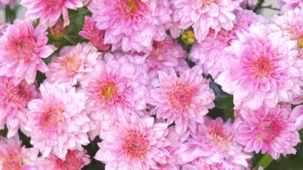 Närbild Vattning Blommor Rosa Krysantemum — Stockvideo