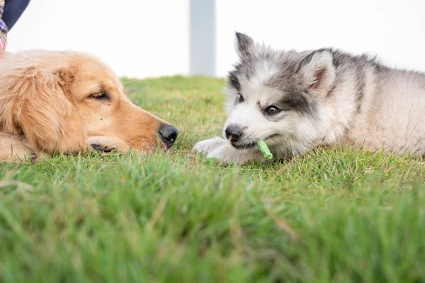 풀밭에 귀여운 강아지들을 가까이서 수있습니다 앞마당에 마리가 강아지가 간식을 — 스톡 사진