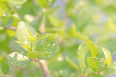 Soyut bulanık yeşil yapraklar bitki ve yazın Bokeh ile güneş ışığı. Parktaki doğa ağaçları arka planlar için kullanılıyor. Çevre ekolojisi ve yeşillik kavramı.