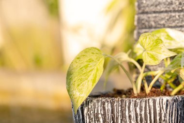 Güneş ışığıyla kil bir çömlekte betel bitkisi görüldü.